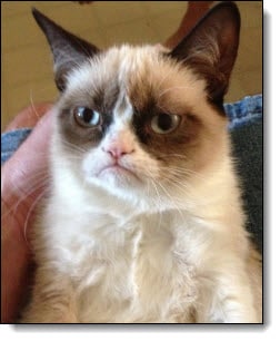 Grumpy Cat