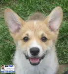 Full Resolution Puppy