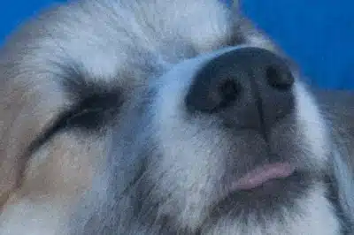 Corgi Pup - Cropped