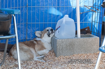 Corgi Pup - Resized