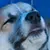 Corgi Puppy Nose - 75DPI
