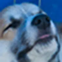 Corgi Puppy Nose - 75DPI stretched for 300DPI