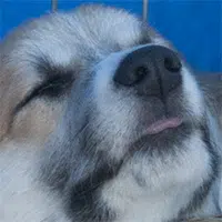 Corgi Puppy Nose - Original created for 300DPI