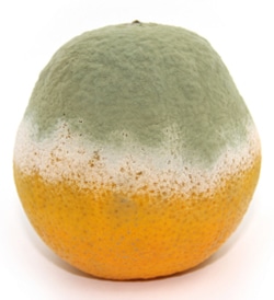 Rotten Orange