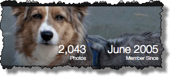 Flickr Count