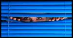 Privacy?
