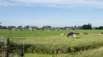 Dutch pasture