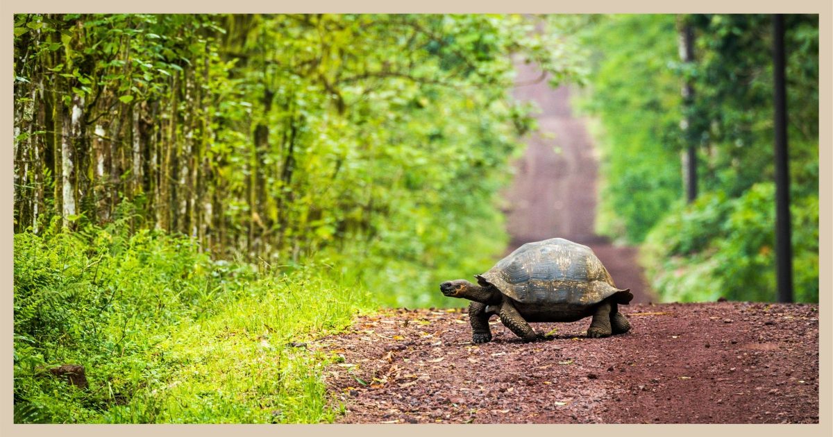 A tortoise (slowly) crossing a path.