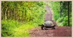 A tortoise (slowly) crossing a path.