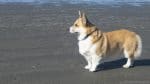 Walter on the Beach