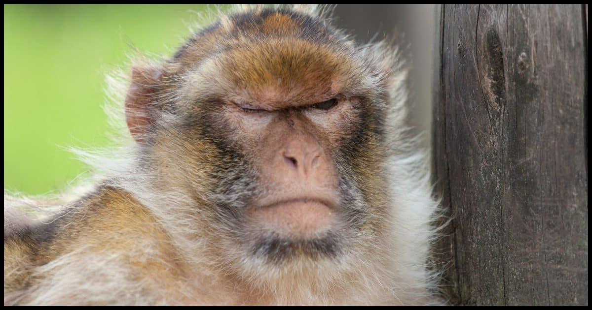 Grumpy Monkey is Grumpy