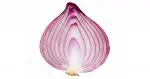 An onion