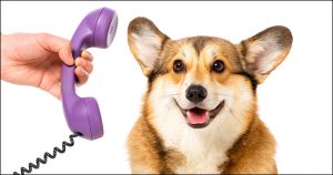 Telephone Corgi